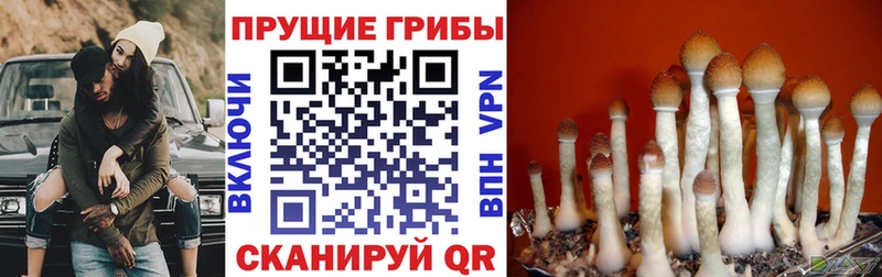 Псилоцибиновые грибы ЛСД  Купить  Каменка 